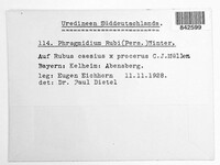 Phragmidium bulbosum image